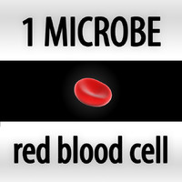 red blood cell - erythrocyte